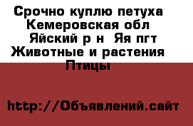 Срочно куплю петуха - Кемеровская обл., Яйский р-н, Яя пгт Животные и растения » Птицы   